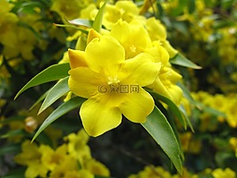 花,黃色,黃色的花