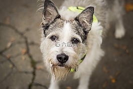 狗,公园,犬