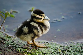 小鴨,鴨,鳥