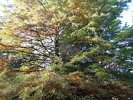 落葉松,秋季,景觀