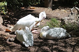 鵜鶘,鳥類,白色