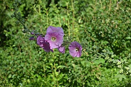 hollyhocks,鮮花,自然