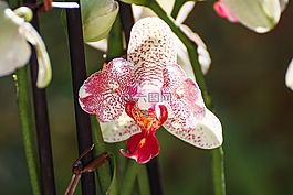 蘭花,葉子,開花