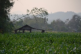 泰國(guó),原野,自然