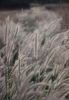 草,廠,性質(zhì)