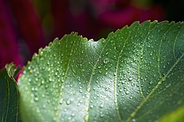 葉,濕,花