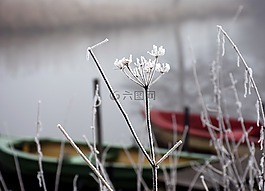 弗羅斯特,冬天,夢(mèng)想