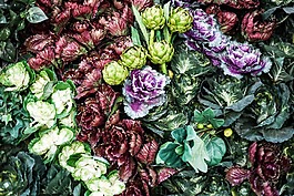 花,多彩,草藥