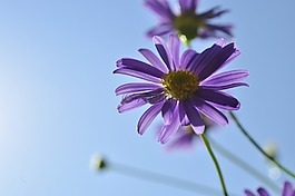 花,開花,紫