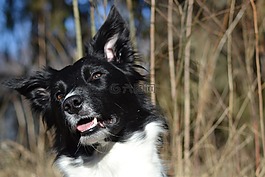 狗,邊境牧羊犬,美麗