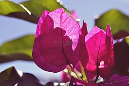 開(kāi)花,花,buganvillea酒店