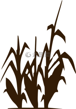 玉米,作物,農業(yè)