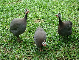 雞 d 安哥拉,動物,帕吉