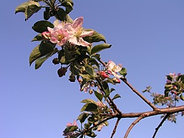 綻放,蘋果,樹(shù)