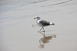 海鷗,海灘,濕的沙