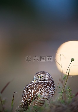貓頭鷹,鳥,動物