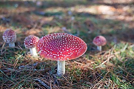 毒菌,幻想,蘑菇