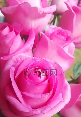 玫瑰,粉紅色,粉紅色的花