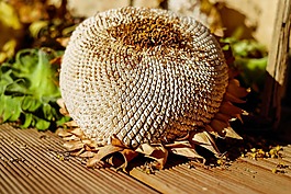太陽(yáng)花,干,種子