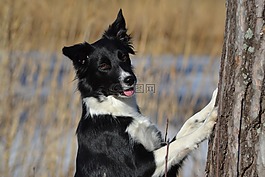 狗,邊境牧羊犬,冬天