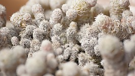 仙人掌,植物,植物區(qū)系