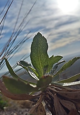 barda,性质,植物