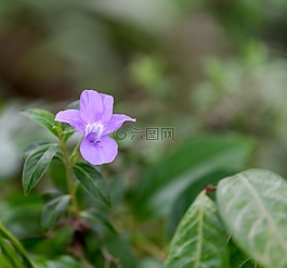 花,野花,皇后花園