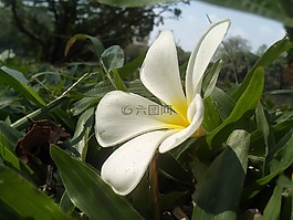 花,雞蛋花,fragrapanti