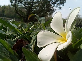 花,雞蛋花,fragrapanti