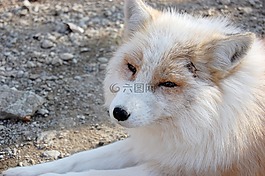 動(dòng)物,哺乳動(dòng)物,自然