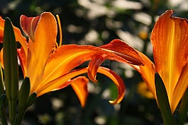 黃花菜,夏季,夕照