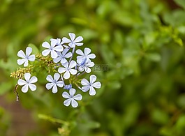 鮮花,花園里的花,移花