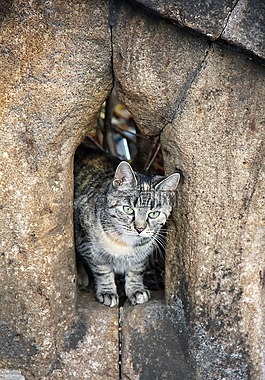 動物,貓,墻
