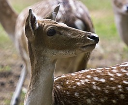 赫尔,小鹿,ricke