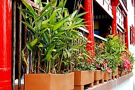 花園,顏色,花