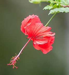 花,芙蓉花,熱帶植物