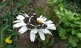 蝴蝶,動(dòng)物,花