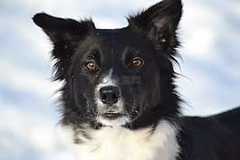 狗,邊境牧羊犬,冬天圖片
