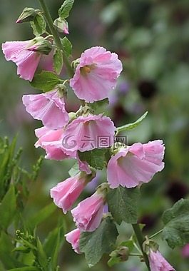 蜀葵,粉紅色,花卉