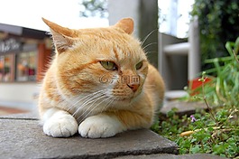 可爱,动物,猫咪