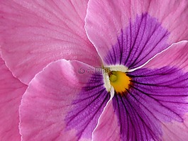 三色堇,花,開花
