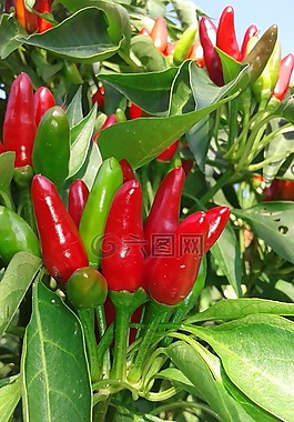 胡椒,紅色,綠色