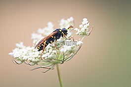黃蜂,罩衫,性質(zhì)
