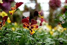 鮮花,植物,花園