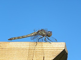蜻蜓,bug,夏天
