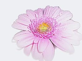 粉紅色,非洲菊,花