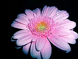 粉紅色,非洲菊,花