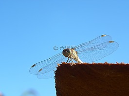 蜻蜓,bug,夏天