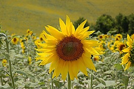 太陽(yáng)花,向日葵的字段,鮮花