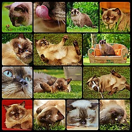 猫,英国短毛猫,拼贴画
